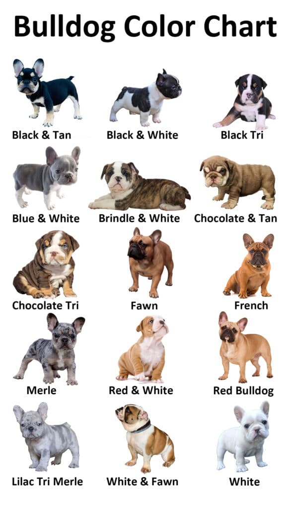 Akc English Bulldog Color Chart