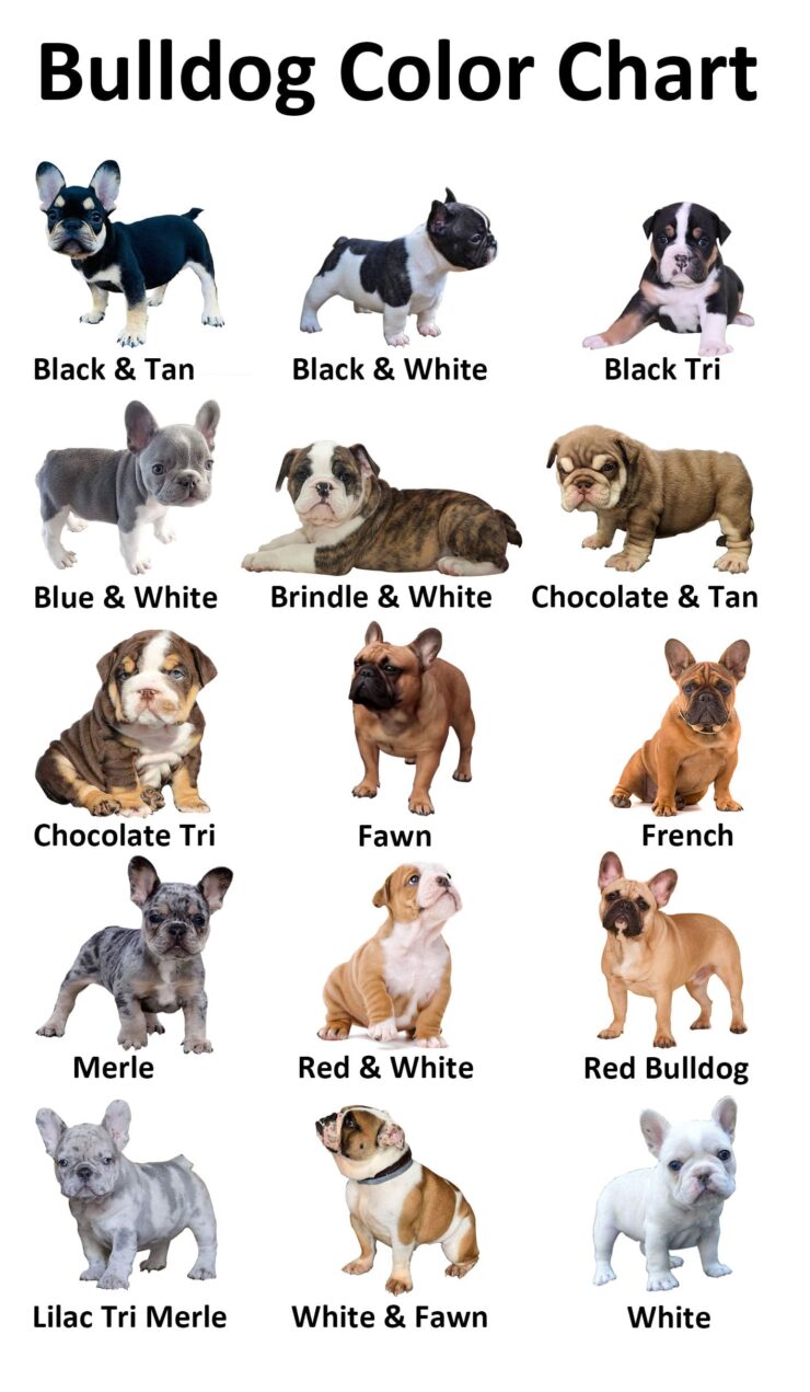 bulldog-color-chart