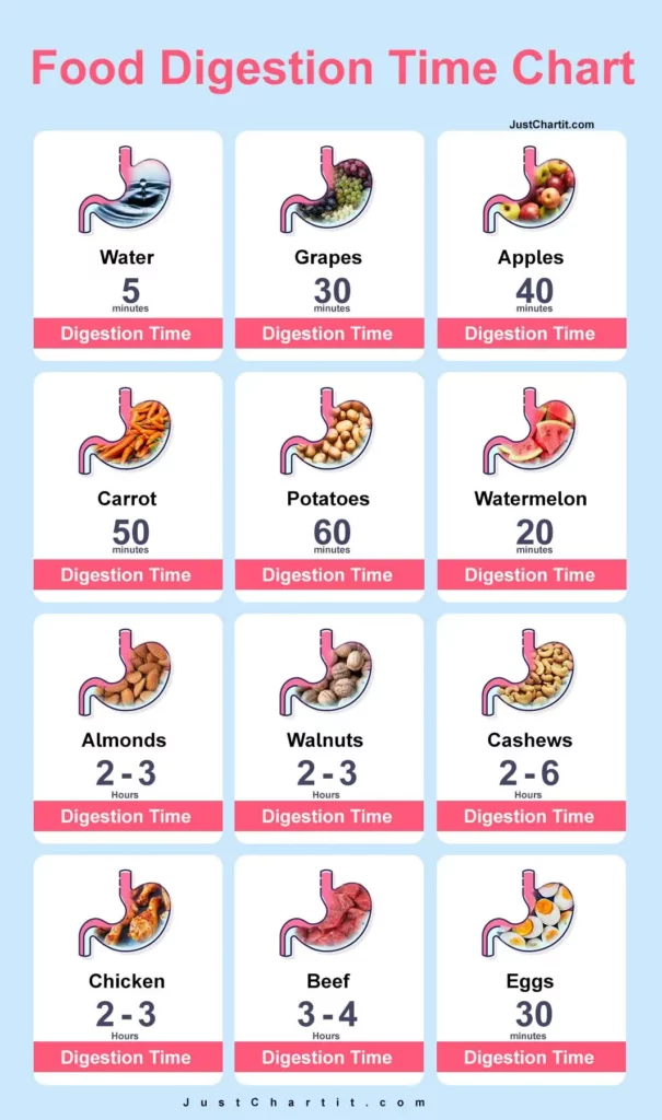 Food Digestion Time Chart