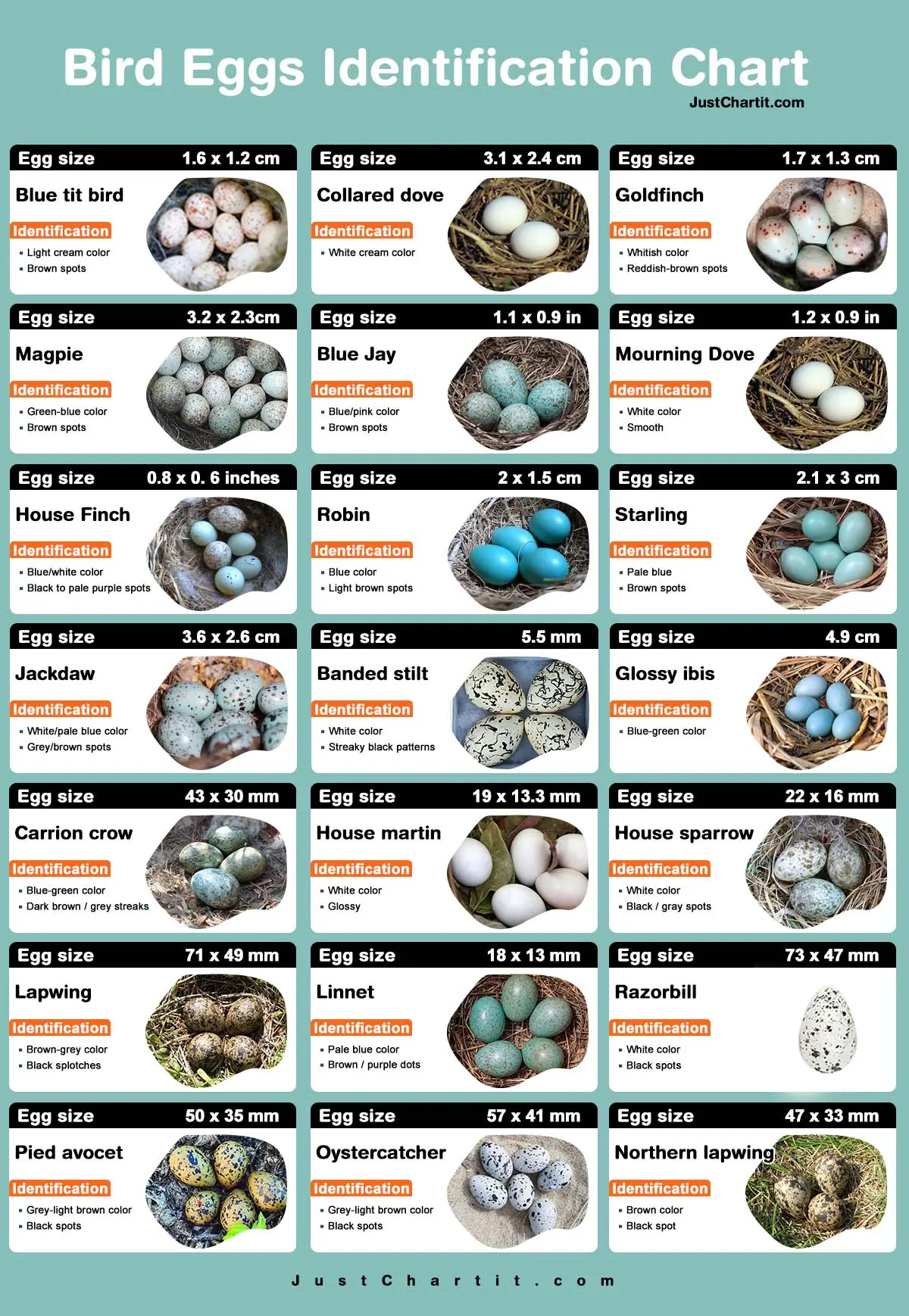 Bird Eggs Identification Chart